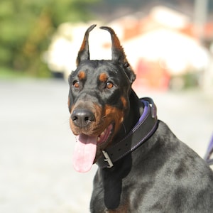 May include: A black Doberman Pinscher dog with cropped ears and a purple collar. The dog's mouth is open, and its pink tongue is visible. The dog has brown and tan markings on its face and chest.