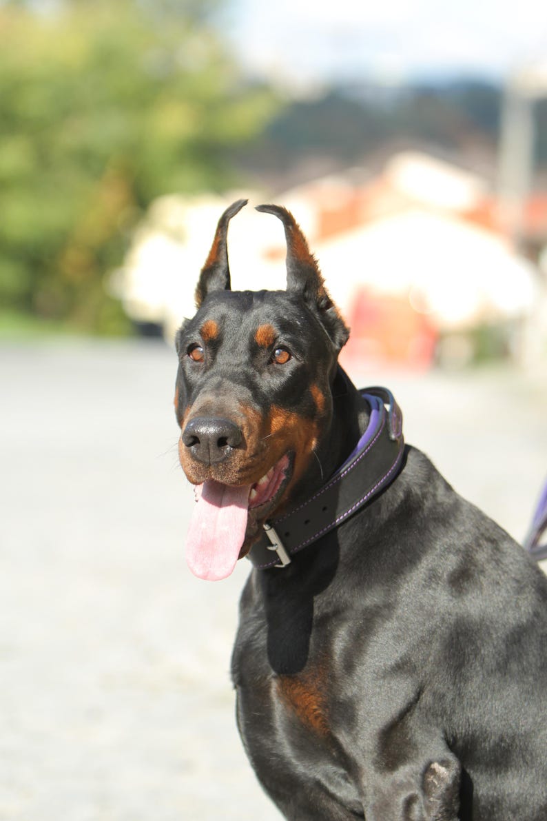 May include: A black Doberman Pinscher dog with cropped ears and a purple collar. The dog's mouth is open, and its pink tongue is visible. The dog has brown and tan markings on its face and chest.