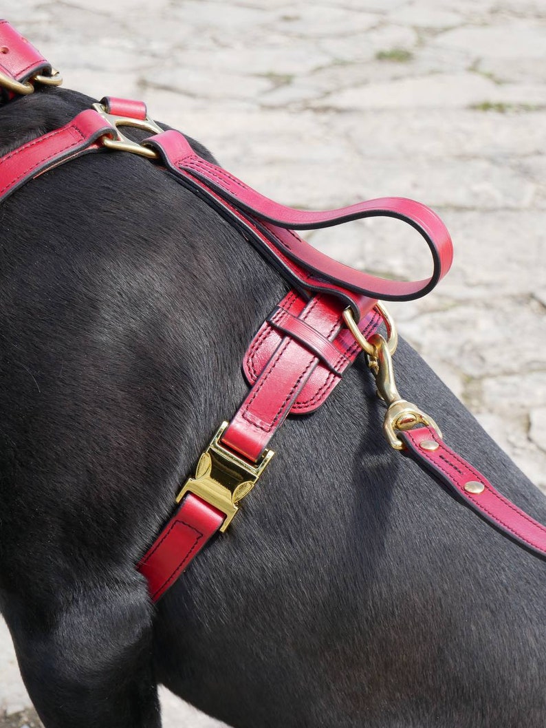 Pode incluir: Uma coleira para c&atilde;es de couro vermelho com ferragens douradas. A coleira possui uma al&ccedil;a, tiras ajust&aacute;veis e uma fivela segura. A pelagem preta do c&atilde;o contrasta com o vermelho vibrante da coleira.