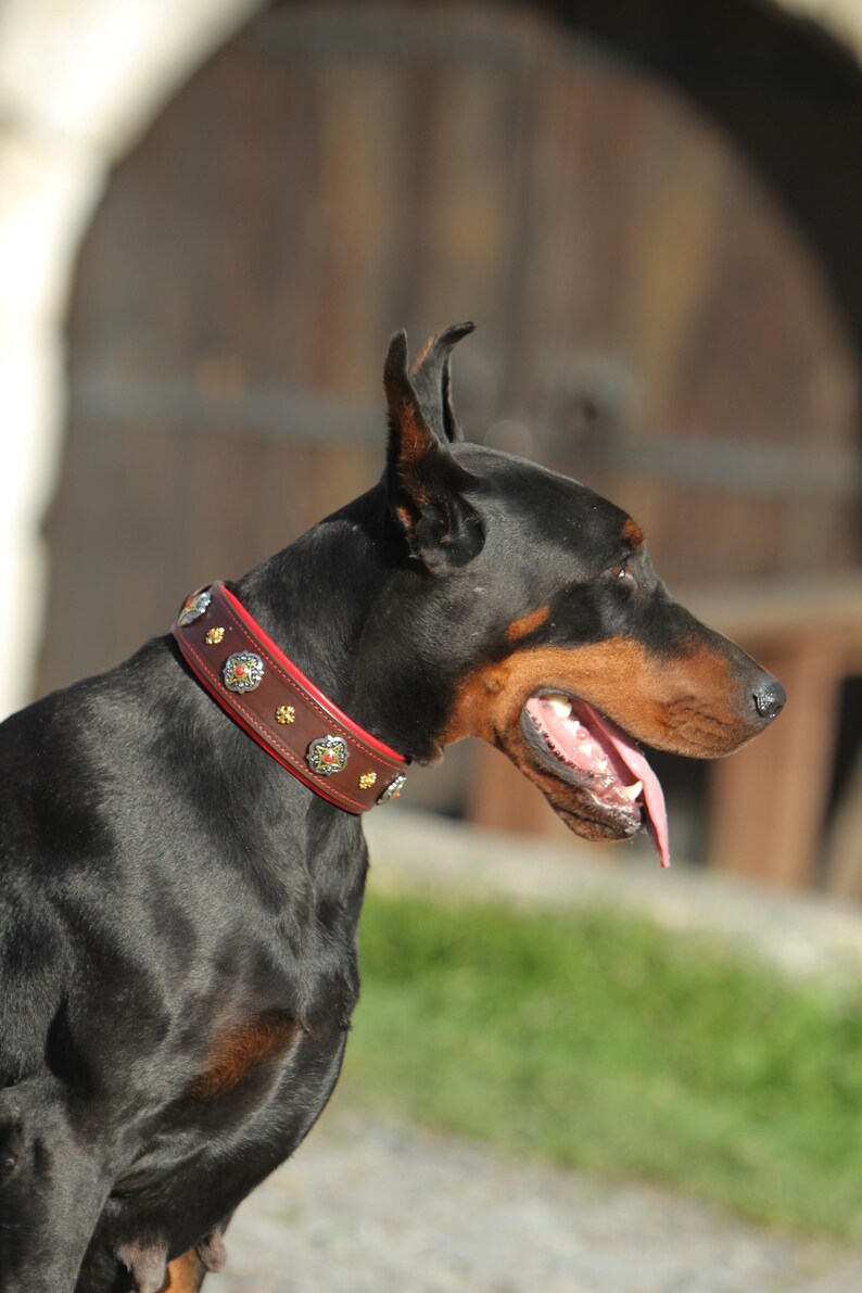 May include: A black Doberman Pinscher with a brown leather dog collar featuring silver and red embellishments. The dog has a tan muzzle and is panting. The background is blurred, with a wooden door visible in the distance.