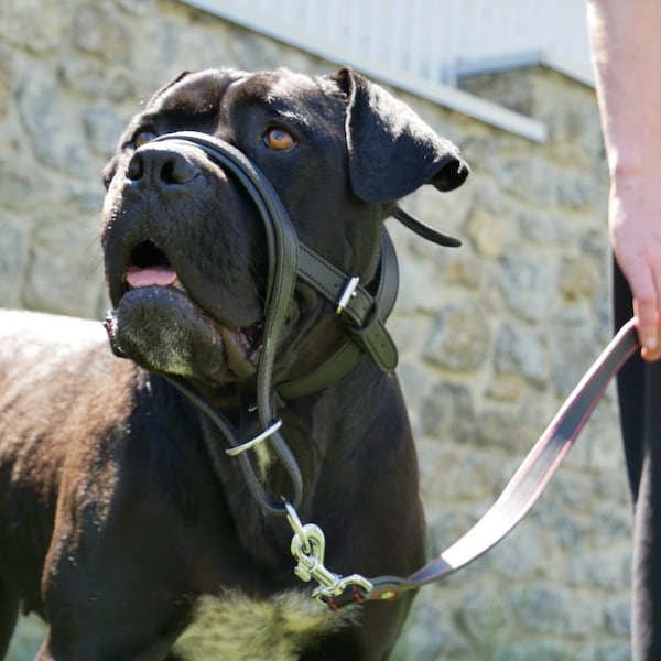 Collier de tête pour grands chiens, collier de tête de chien sans traction avec connecteur de sécurité