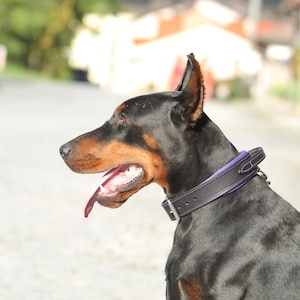 May include: A Doberman Pinscher dog with a black coat and brown markings, wearing a black leather collar with purple stitching. The dog has its tongue out and is looking to the left.