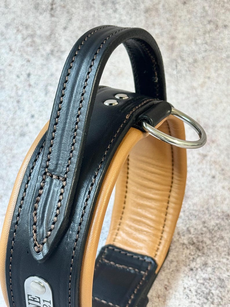 May include: Close-up of a black and tan leather dog collar with a handle. The collar features a padded tan interior and black exterior with decorative stitching. A silver metal ring and a small metal tag are attached.