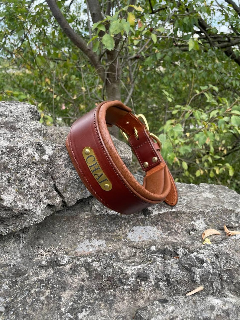 K&ouml;nnte beinhalten: Ein braunes Lederhalsband f&uuml;r Hunde mit einem goldenen Namensschild mit der Aufschrift "CHAI". Das Halsband hat eine gepolsterte Innenseite und goldfarbene Beschl&auml;ge. Das Halsband liegt auf einem grauen Felsen mit verschwommenem gr&uuml;nem Hintergrund.