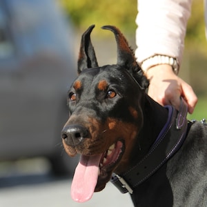 May include: A Doberman Pinscher dog with a black coat and brown markings around the muzzle and eyes. The dog is wearing a black leather collar with purple stitching. Its pink tongue is visible, and it appears to be panting.