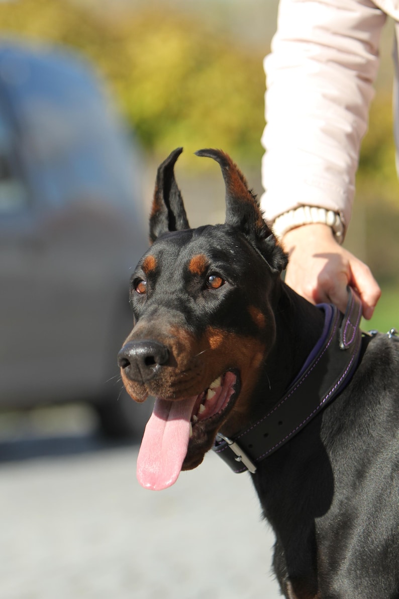 May include: A Doberman Pinscher dog with a black coat and brown markings around the muzzle and eyes. The dog is wearing a black leather collar with purple stitching. Its pink tongue is visible, and it appears to be panting.