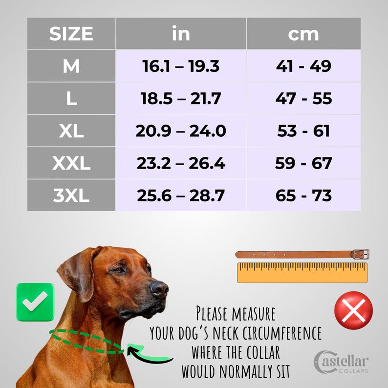 May include: A size chart for dog collars with columns for M, L, XL, XXL, and 3XL sizes in inches and centimeters. The image includes a brown dog, a tan leather collar with a ruler, and text instructing to measure the dog's neck circumference.