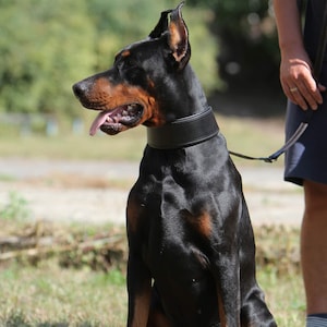 Wide Leather Dog Collar Padded