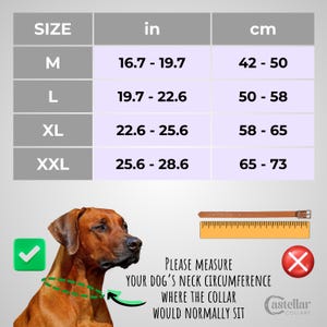 May include: A size chart for dog collars, with measurements in inches and centimeters. Sizes range from M (16.7-19.7 inches, 42-50 cm) to XXL (25.6-28.6 inches, 65-73 cm). A brown leather collar is shown with a measuring tape. The text reads "Please measure your dog's neck circumference where the collar would normally sit."