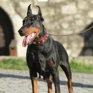 May include: A black and tan Doberman Pinscher dog stands on a cobbled surface, wearing a studded red and brown collar and a brown lead. The dog's tongue is visible. The background features a blurred stone wall.