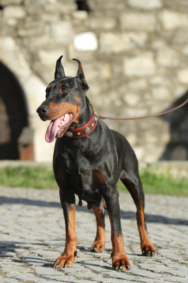 May include: A black and tan Doberman Pinscher dog stands on a cobbled surface, wearing a studded red and brown collar and a brown lead. The dog's tongue is visible. The background features a blurred stone wall.