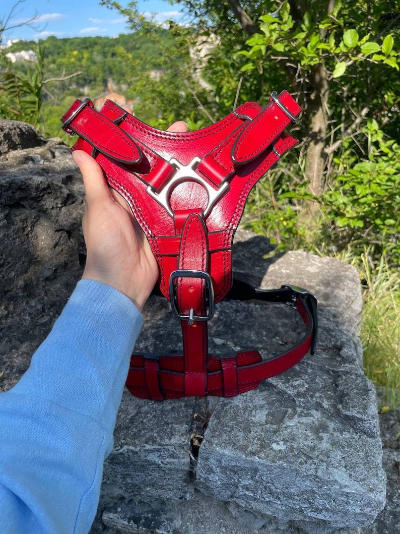 Pode incluir: Uma coleira para c&atilde;es em couro vermelho vibrante com ferragens de metal prateado. A coleira possui tiras ajust&aacute;veis e fecho de fivela. O design inclui uma placa peitoral e uma tira nas costas. Projetado para c&atilde;es m&eacute;dios a grandes.