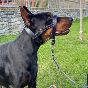 May include: A black Doberman Pinscher wearing a black leather head halter with a purple accent. The dog is on a leash, and a blue and orange toy is on the grass. The dog is standing outside on a sunny day.