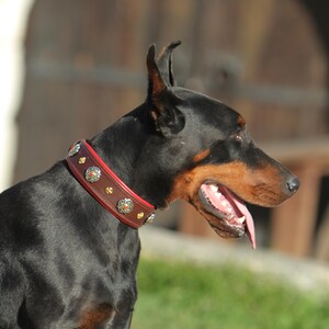 Pu&ograve; includere: Un Dobermann nero con un collare per cani in pelle marrone con decorazioni argentate e rosse. Il cane ha un muso marrone e ansima. Lo sfondo mostra una porta di legno ed erba verde. Il collare &egrave; un accessorio.