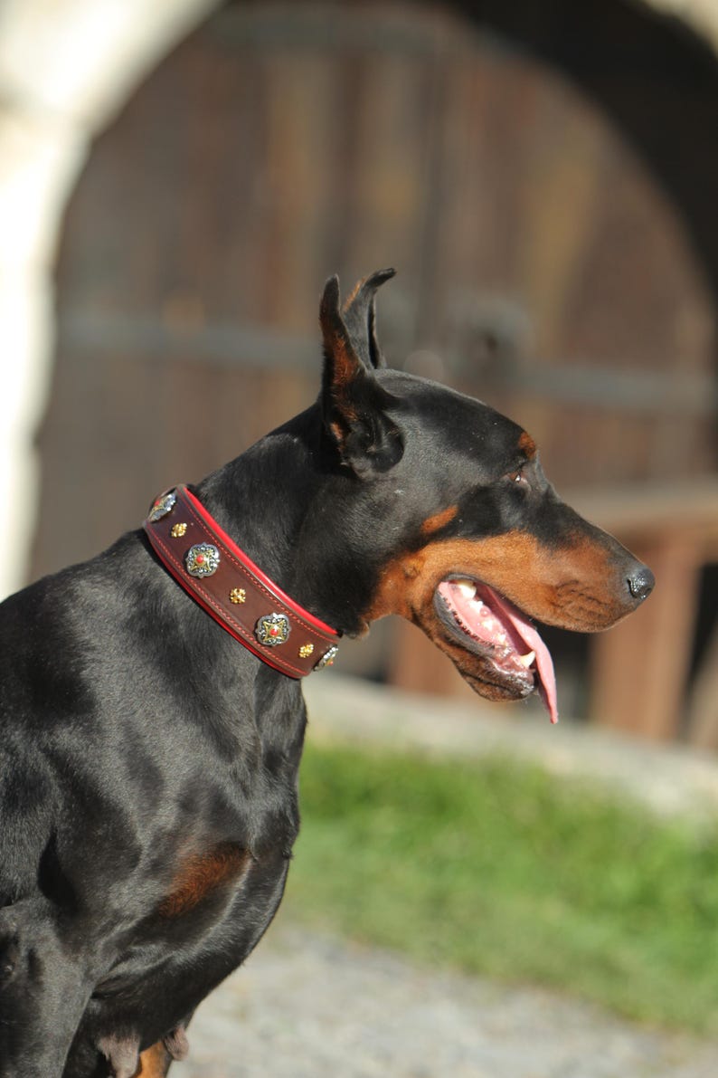 Pu&ograve; includere: Un Dobermann nero con un collare per cani in pelle marrone con decorazioni argentate e rosse. Il cane ha un muso marrone e ansima. Lo sfondo mostra una porta di legno ed erba verde. Il collare &egrave; un accessorio.
