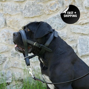 May include: A black dog wearing a black leather muzzle and collar. The muzzle is connected to a leash with a silver metal clasp. The dog is positioned in front of a stone wall.