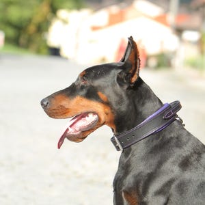 May include: A Doberman Pinscher dog with a black coat and brown markings, wearing a black leather collar with purple stitching. The dog has its tongue out and is looking to the left.