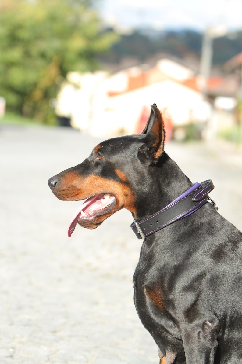 May include: A Doberman Pinscher dog with a black coat and brown markings, wearing a black leather collar with purple stitching. The dog has its tongue out and is looking to the left.