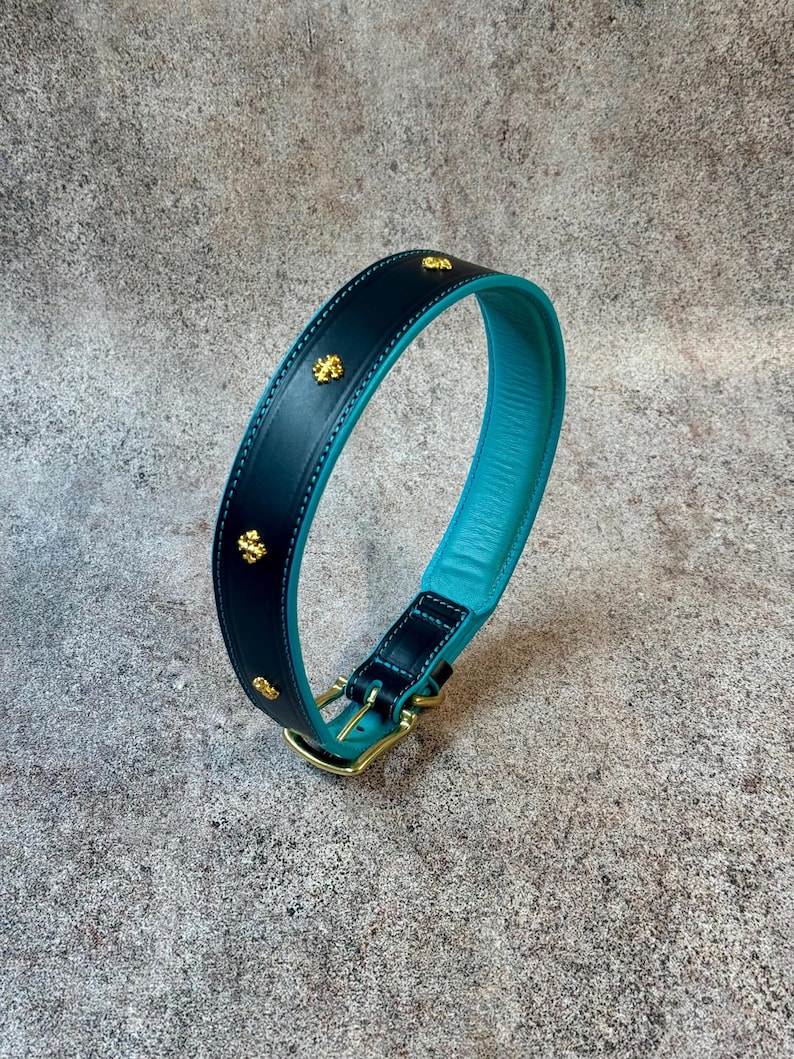May include: A black and teal dog collar with gold-colored studs and hardware. The collar is made of leather and has a teal interior. The hardware includes a buckle and a D-ring.