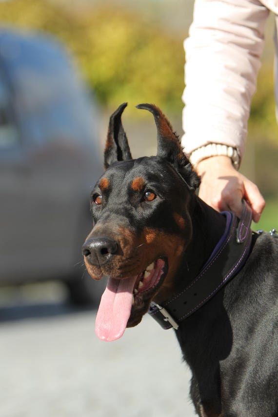 2-Inch Wide Leather Dog Collar – For Medium Large Breeds, Doberman, Rottweiler