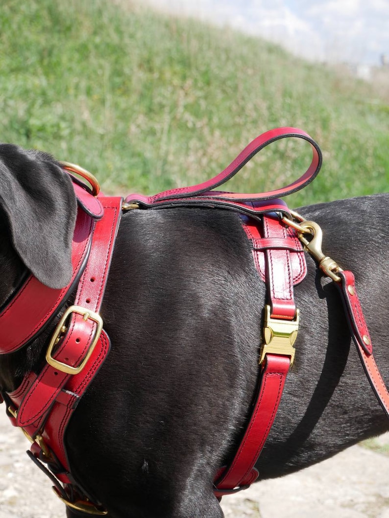 Pode incluir: Uma coleira para c&atilde;es de couro vermelho com ferragens de cor lat&atilde;o. A coleira tem uma al&ccedil;a nas costas e correias ajust&aacute;veis com fivelas. A pelagem preta do c&atilde;o contrasta com o couro vermelho brilhante.