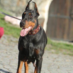 May include: A Doberman Pinscher dog with a black coat and tan markings stands outdoors. The dog wears a brown studded collar and has its tongue out. The background includes a stone wall and a wooden door.
