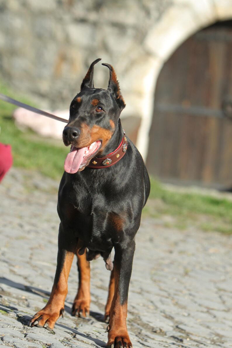 May include: A Doberman Pinscher dog with a black coat and tan markings stands outdoors. The dog wears a brown studded collar and has its tongue out. The background includes a stone wall and a wooden door.