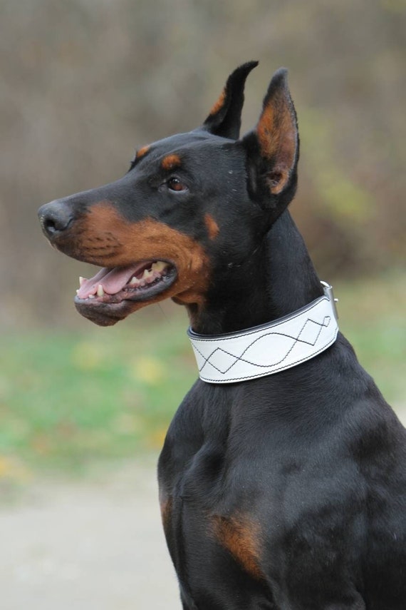 Doberman leather collar discount