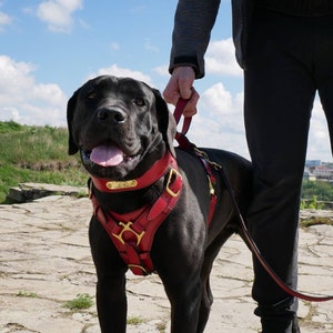 Pode incluir: Um c&atilde;o preto usando uma coleira de couro vermelha com acess&oacute;rios dourados e uma trela a condizer. O c&atilde;o est&aacute; com a l&iacute;ngua de fora. A coleira tem uma pequena placa de identifica&ccedil;&atilde;o dourada.