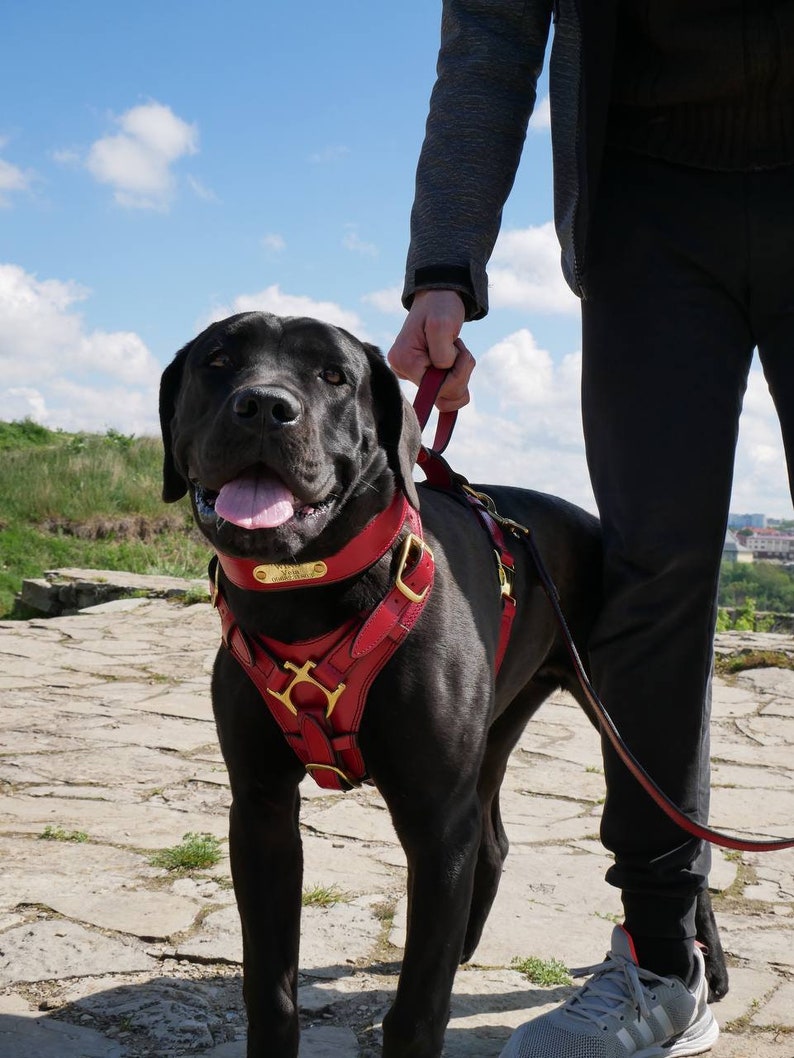 Pode incluir: Um c&atilde;o preto usando uma coleira de couro vermelha com acess&oacute;rios dourados e uma trela a condizer. O c&atilde;o est&aacute; com a l&iacute;ngua de fora. A coleira tem uma pequena placa de identifica&ccedil;&atilde;o dourada.