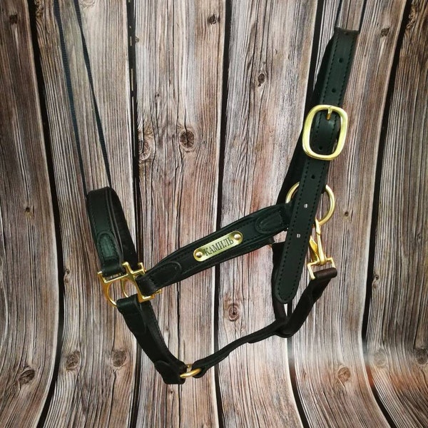 Nom personnalisé Cuir Cheval Lièvre avec plaque signalétique dorée gravée, Licol en cuir véritable rembourré noir pour cheval, Quincaillerie en laiton Halter Cheval