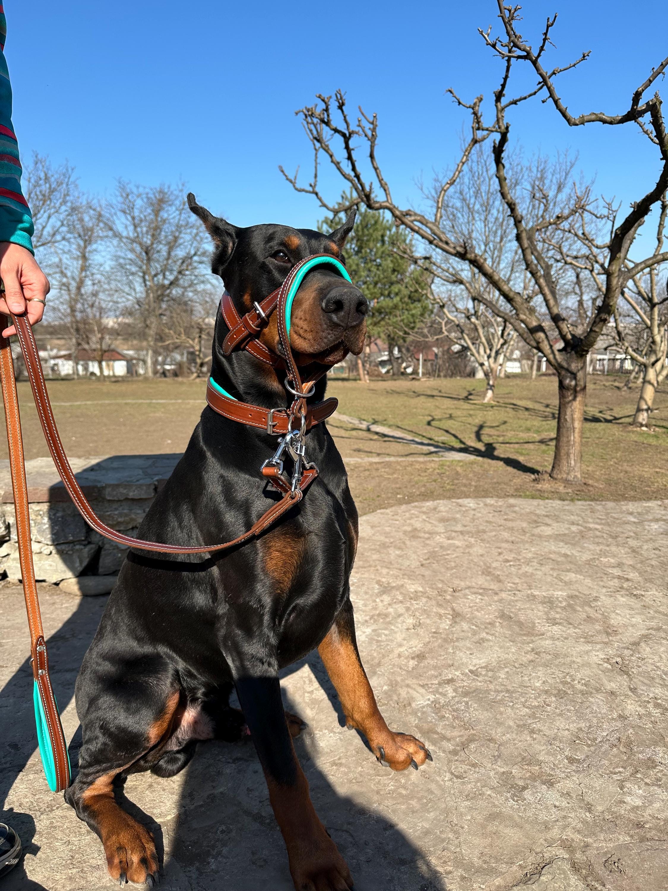 Dog headcollar, best head halter for dogs stop pulling, leather dog leash, dog nose face harness leather gentle padded, large dog no pull