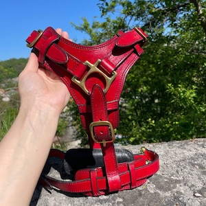 Pode incluir: Uma coleira para c&atilde;es de couro vermelho com ferragens met&aacute;licas douradas. A coleira possui tiras e fivelas ajust&aacute;veis. O design inclui uma placa peitoral e tiras traseiras, adequada para c&atilde;es de porte m&eacute;dio a grande.