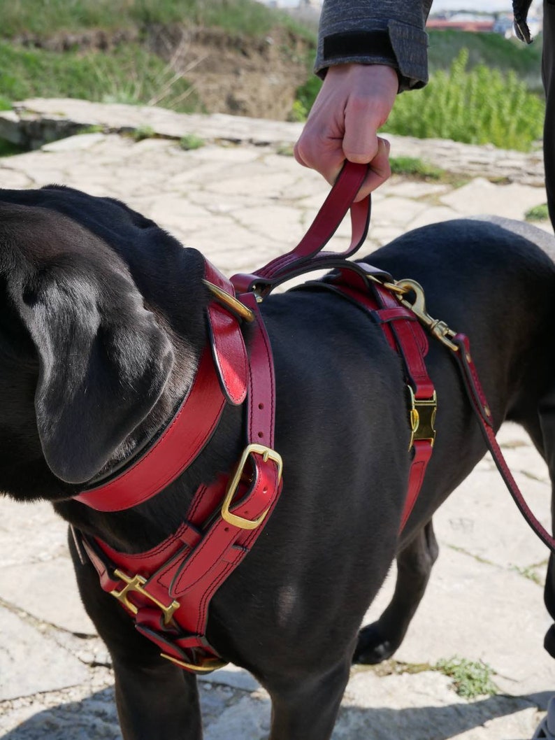 Pode incluir: Um c&atilde;o preto usando uma coleira de couro vermelha com ferragens de metal dourado. A coleira tem v&aacute;rias tiras e fivelas e est&aacute; conectada a uma guia vermelha segurada por uma pessoa.