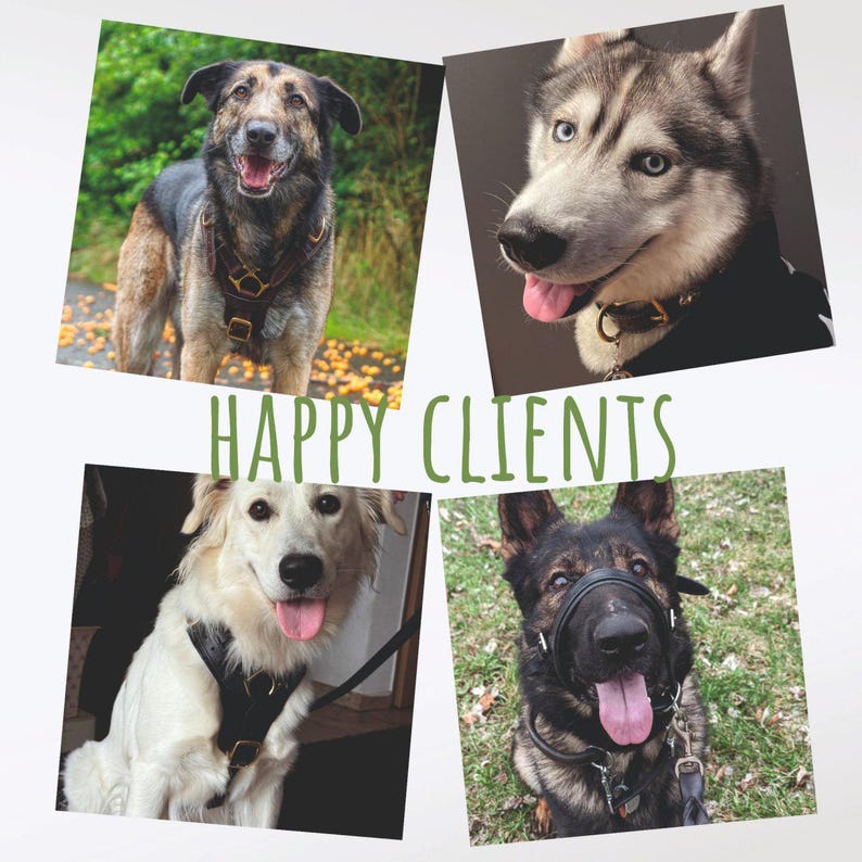 May include: A collage of four dogs, each in a separate frame. The dogs, of various breeds, are wearing harnesses and collars. The words "HAPPY CLIENTS" are written in green across the image, suggesting a pet service.