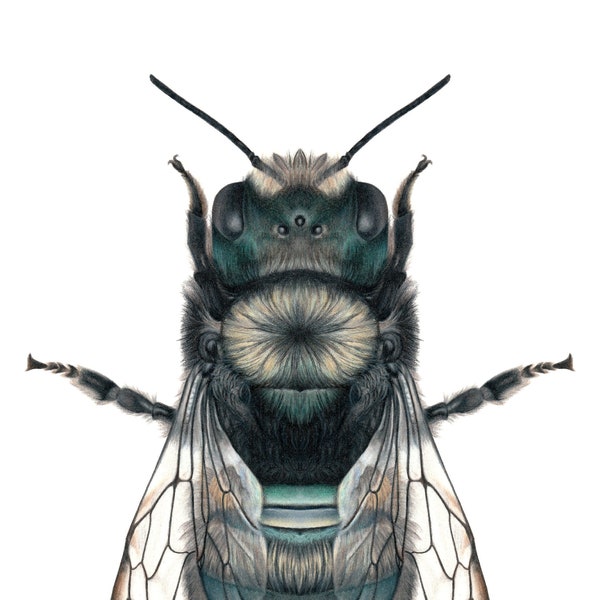 Solitary Mason Bee (Osmia sp.) Colored Pencil Illustration Print