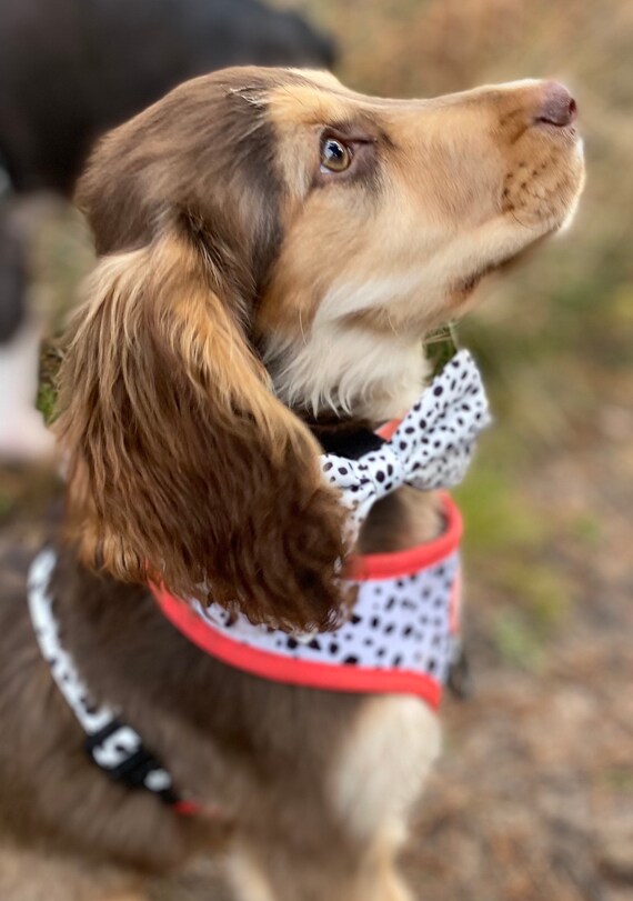 Dalmatian bow tie cheap