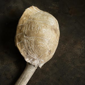 May include: A tan, textured turtle shell rattle featuring a rounded, segmented carapace attached to a long, cylindrical bone handle. The surface of the shell displays natural ridges and a weathered, organic appearance with visible white lines.
