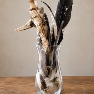 Duck Skull Feather Bouquet | Nature Curiosity Decor | Ethically Sourced Bird Skull | Cottage decor | One-of-a-Kind Specimen