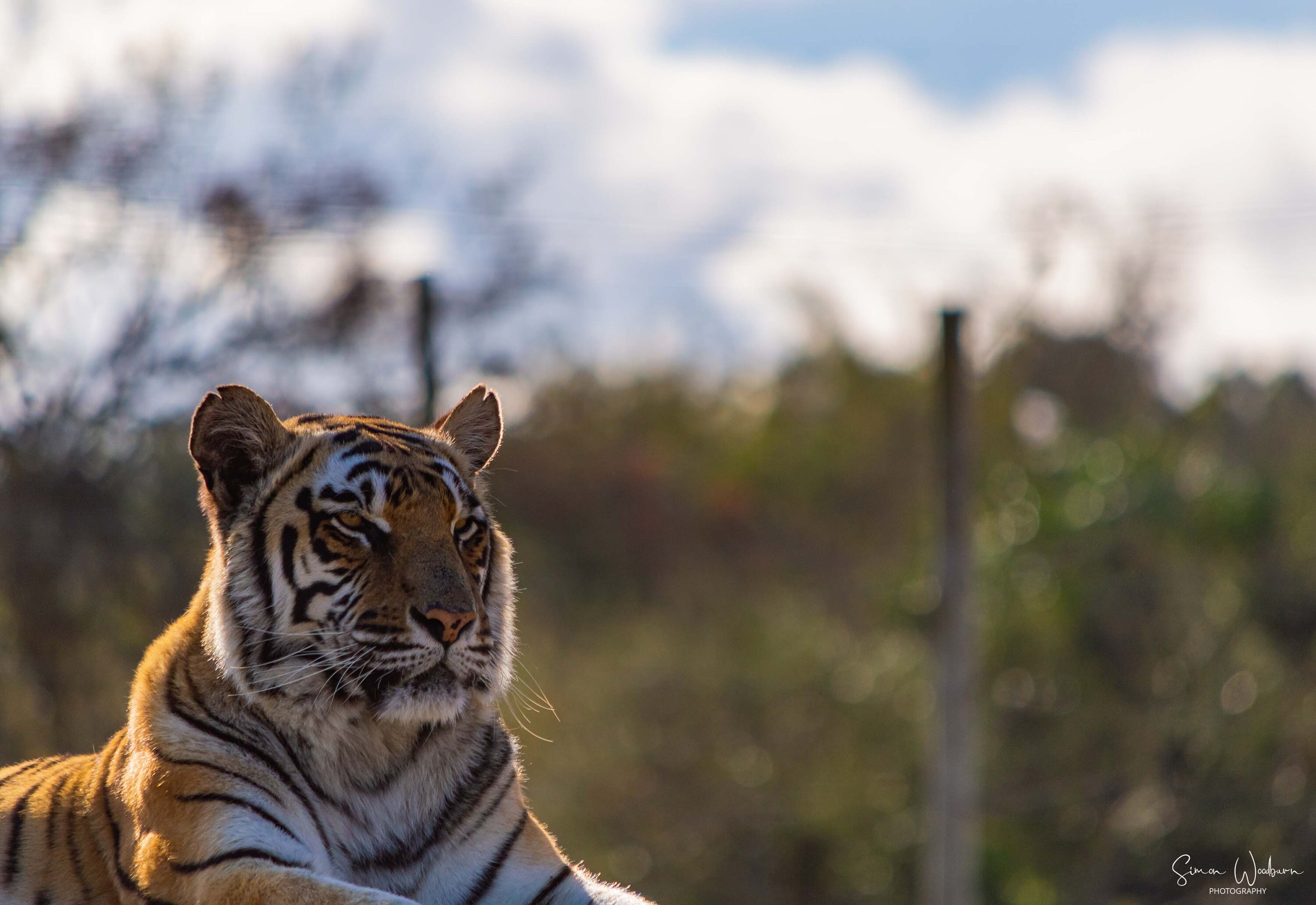 Tiger A4 Photo Print Etsy