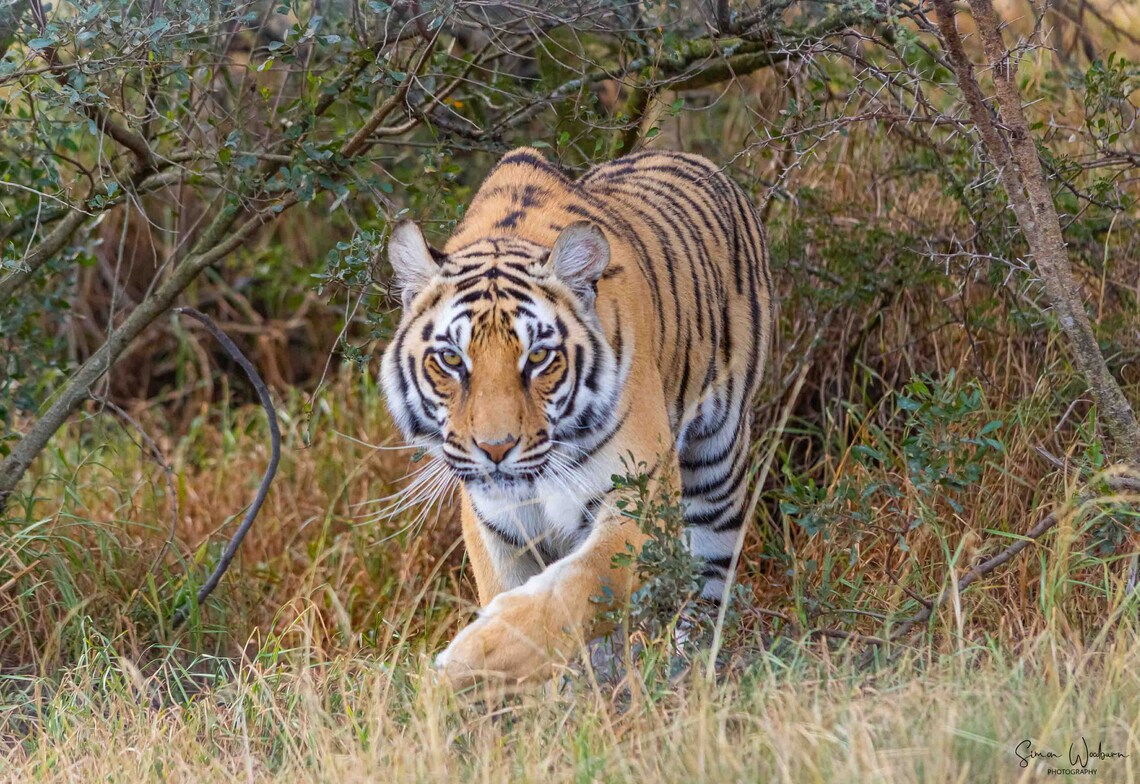 Tiger A4 Photo Print Etsy