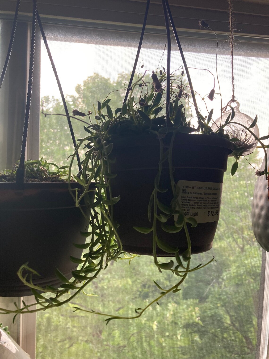 curio radicans curio radicans
