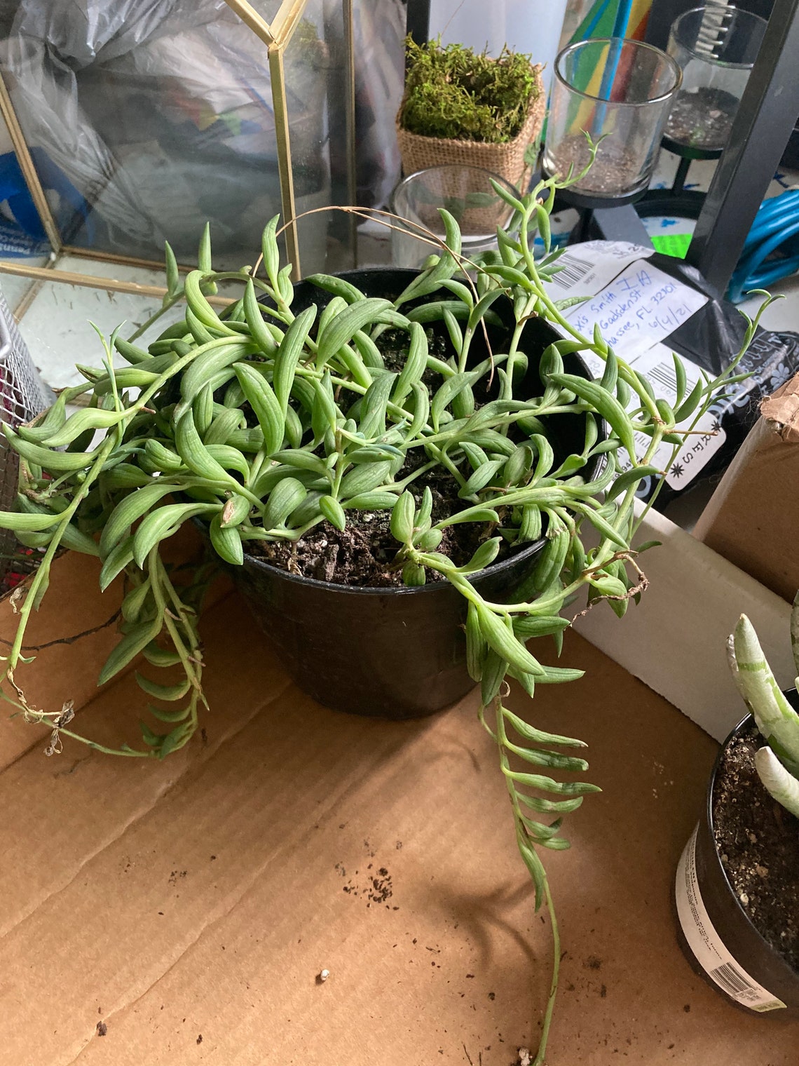 curio radicans curio radicans