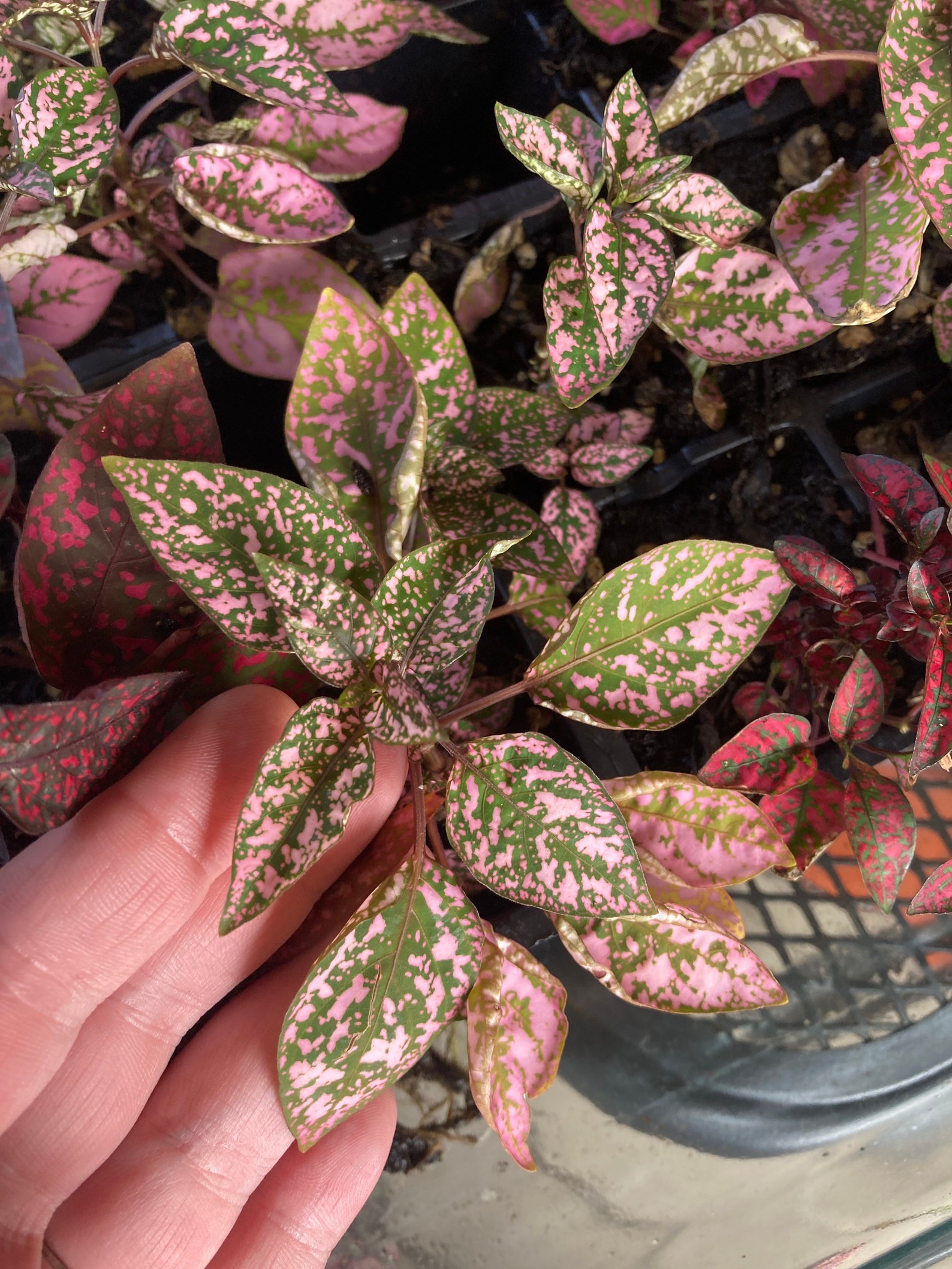 Polka Dot Plant Hypoestes phyllostachya Etsy