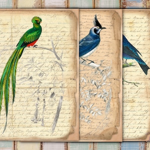 Vintage Bird Junk Journal Pages: Floral Ephemera (Digital Download)