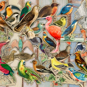 Kit de journal indésirable, journal imprimable, oiseau de mauvaise qualité, numérique coupe difficile oiseaux, éphémères journaux indésirables, embellissement