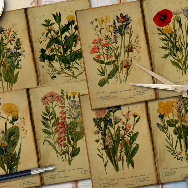 Junk Journal Digi Kit, Antique Botanical Illustrations, Old Book Flowers Images, Vintage Botanical Prints, Plants Collage Sheets