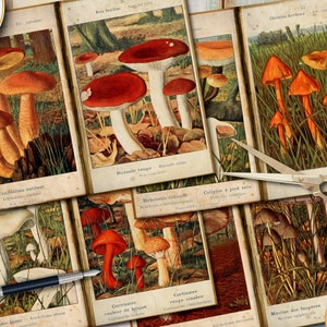 Junk Journal Printable, Junk Journal Digi Kit, Mushrooms , Mushroom Decor, Garden Junk Journal Kit,  Journal Pages, Mushroom Journal Sheets