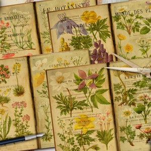 Kit de journal botanique antique NUMÉRIQUE - impressions de plantes vintage - feuilles de collage - FA149