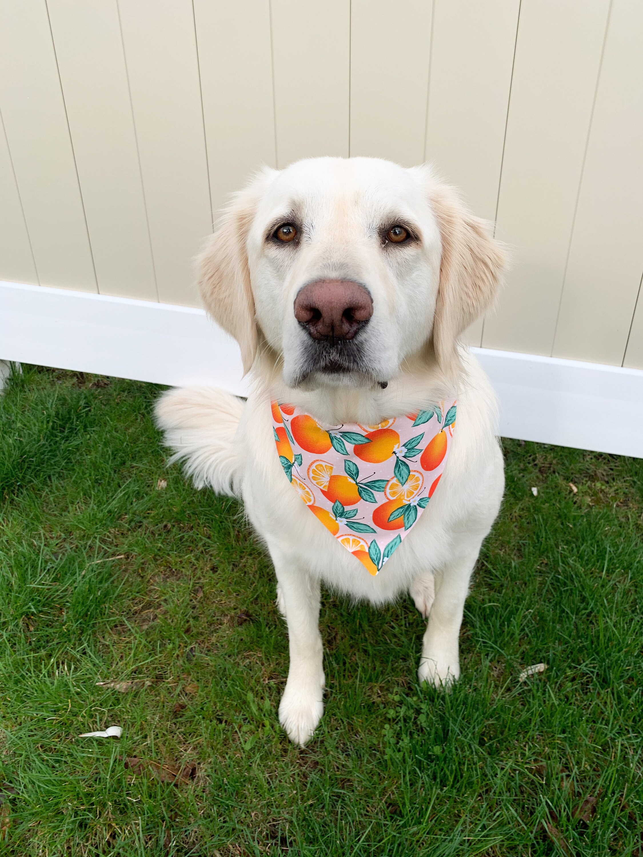Orange on Dot Dog Bandanas Slip on Bandana Over the Collar Bandana
